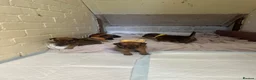 Mixed Breed dogs for sale: Patterdale X Lakeland Puppies for Sale **2 LEFT** - Advert 20