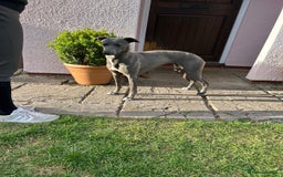 Whippet dogs for sale: Blue Whippet Puppy - Image 14