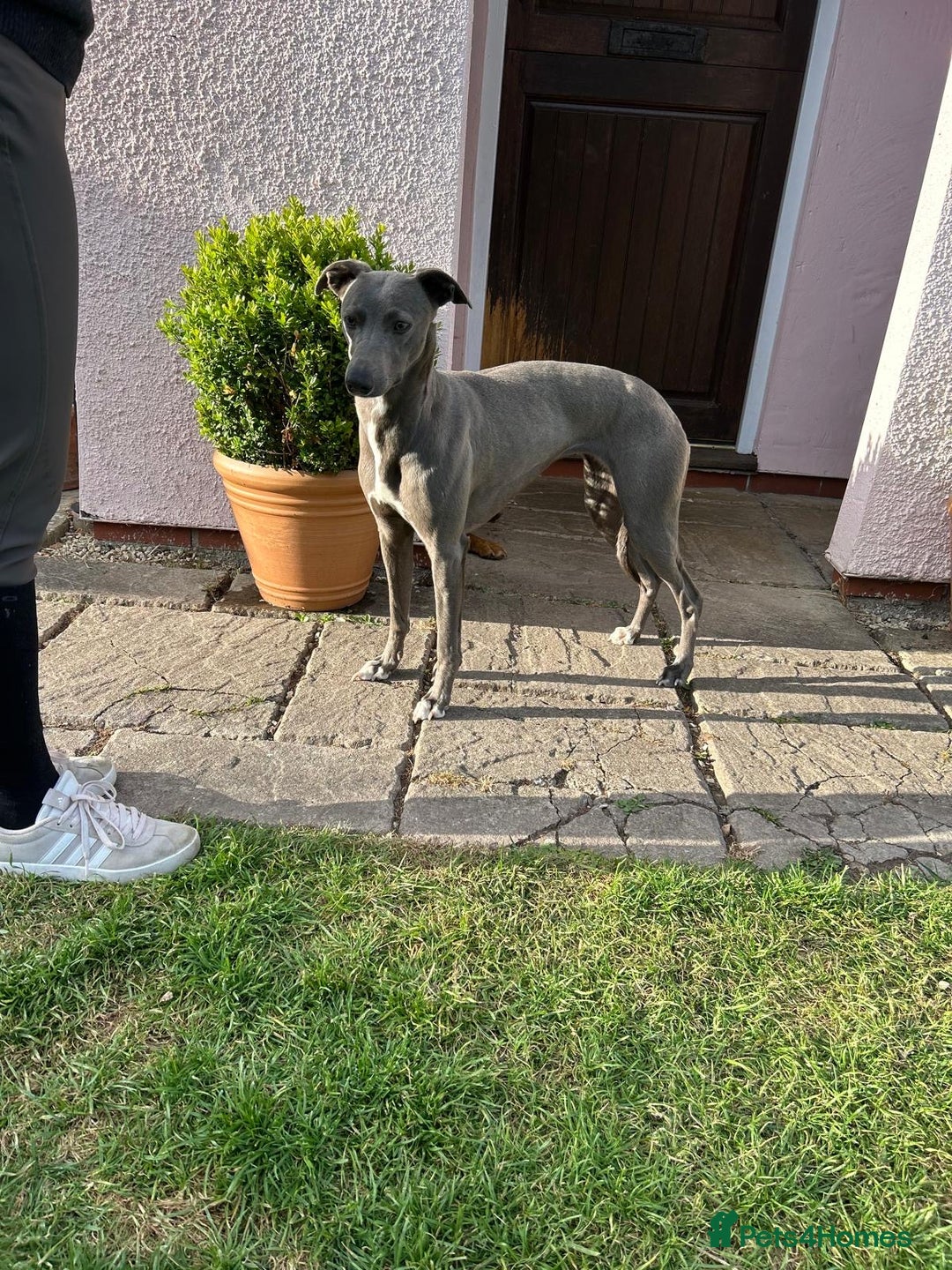Whippet dogs for sale: Blue Whippet Puppy - Image 14