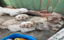 Shih Tzu dogs for sale: imperial karishishi shih tzu boys  - Image 1