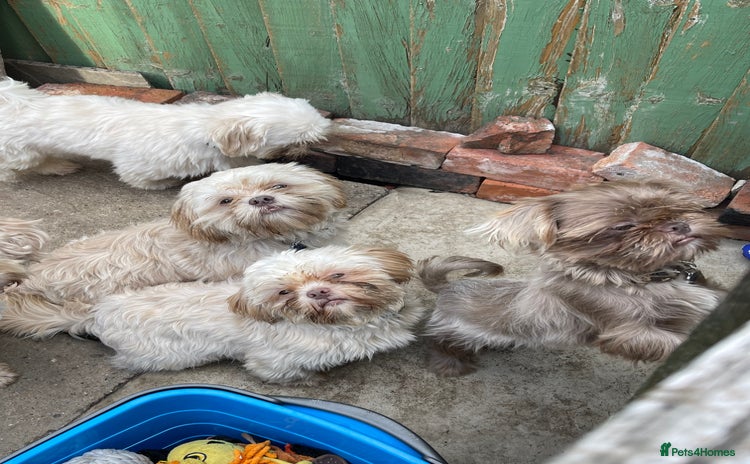 Shih Tzu dogs - Advert 2