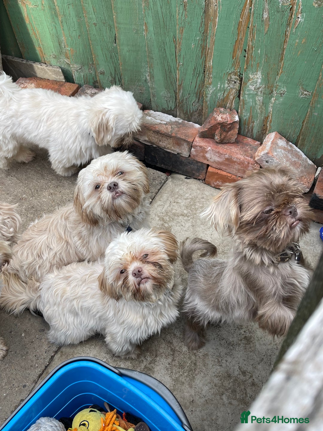 Shih Tzu dogs for sale: imperial karishishi shih tzu boys  - Image 1
