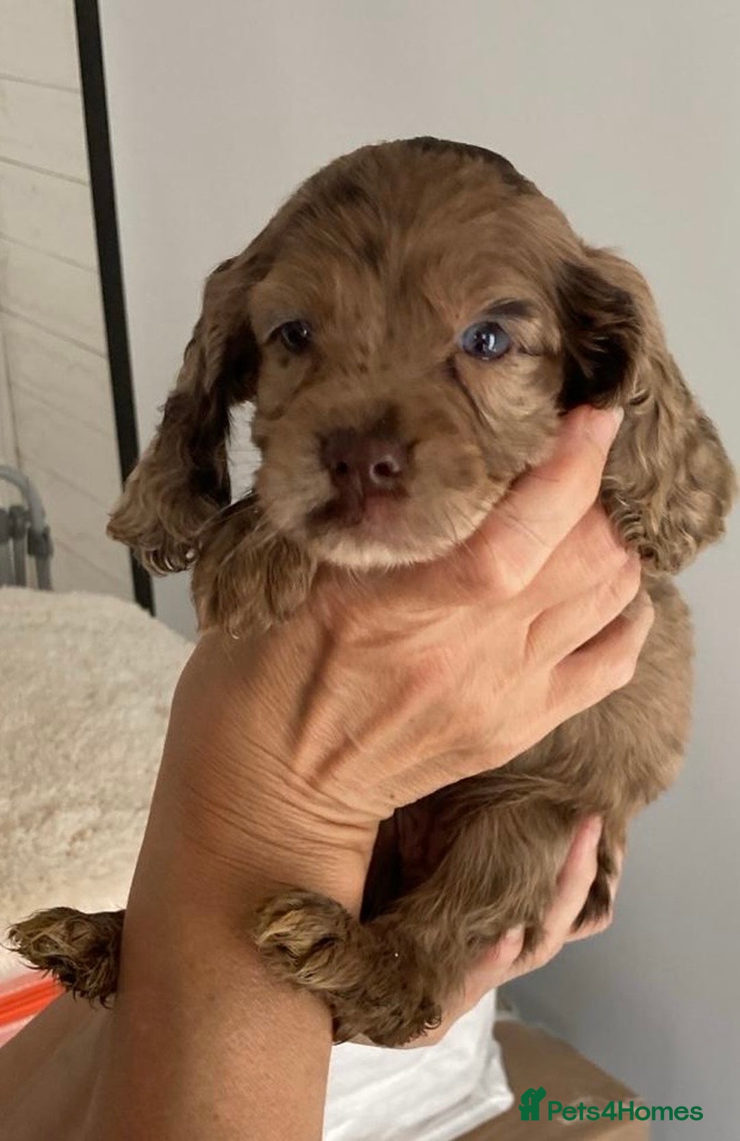 Cocker Spaniel dogs for sale: Beautiful Cocker Spaniel Puppies - Image 4