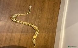 Python Snake reptiles for sale: Royal Python for rehoming - Advert 2