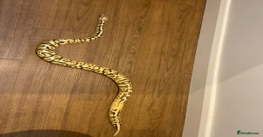 Python Snake reptiles Royal Python for rehoming - Advert 8