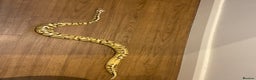 Python Snake reptiles for sale: Royal Python for rehoming - Advert 2