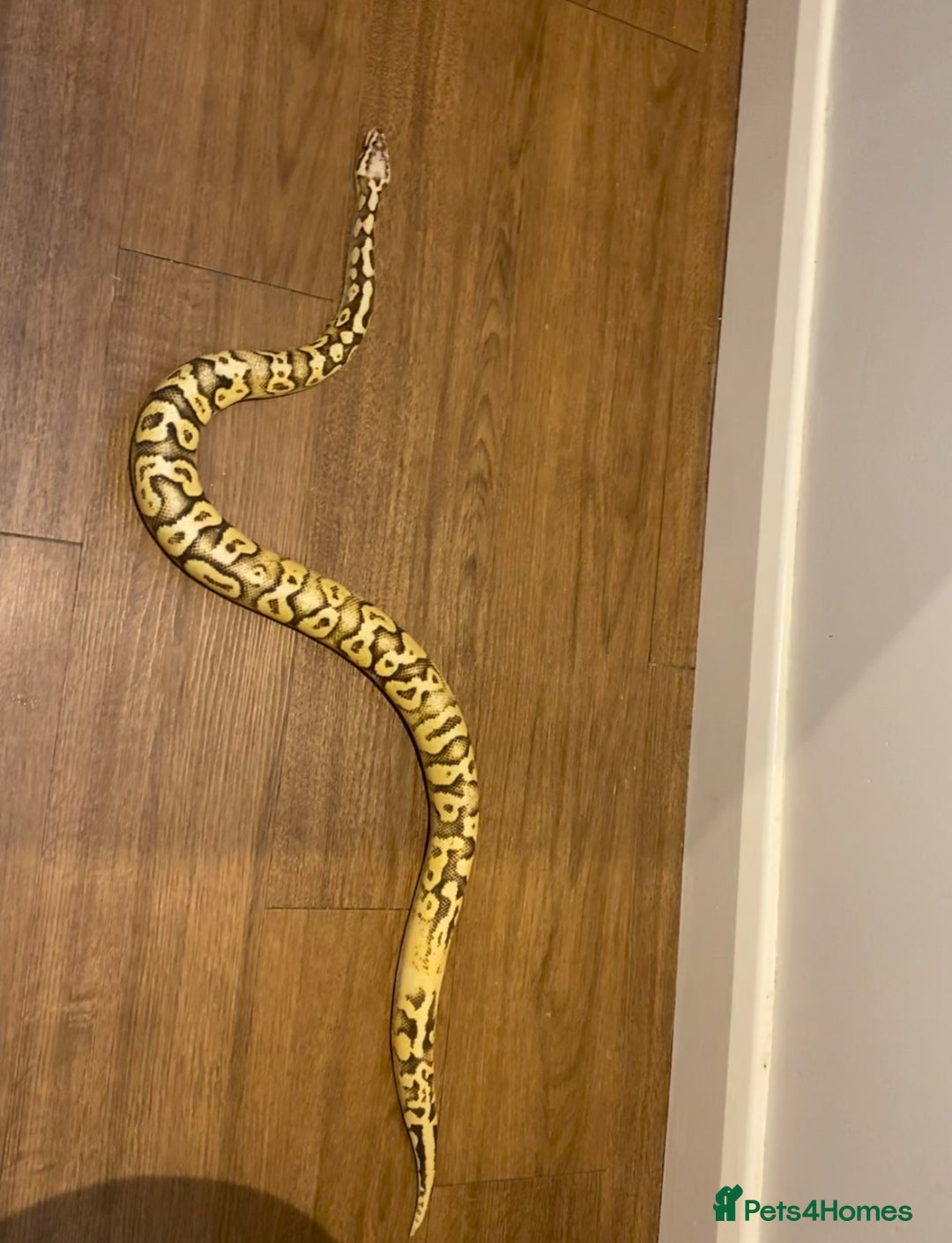 Python Snake reptiles for sale: Royal Python for rehoming - Advert 2
