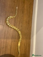 Python Snake reptiles Royal Python for rehoming - Advert 2