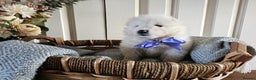 Samoyed dogs for sale: Outstanding Litter of Pedigree Samoyeds - Advert 9