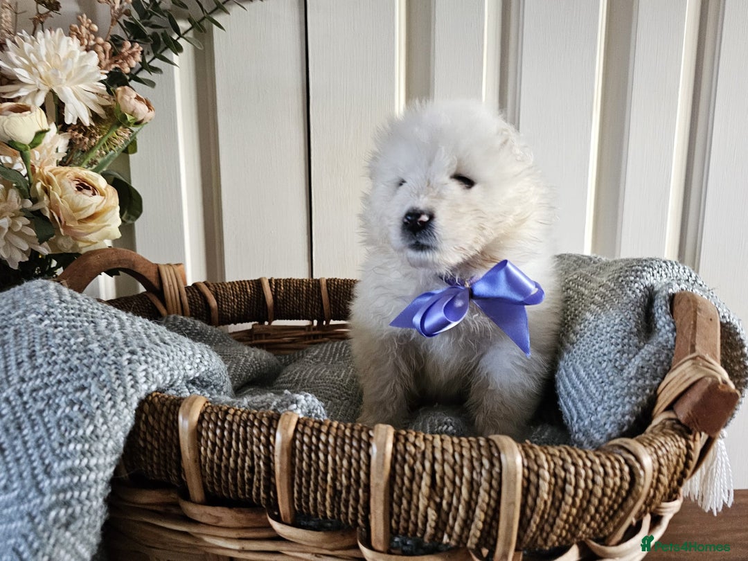 Samoyed dogs for sale: Outstanding Litter of Pedigree Samoyeds - Advert 9