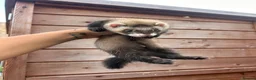 Ferret rodents for sale: 1 sable semi hob left 9 weeks old - Advert 2