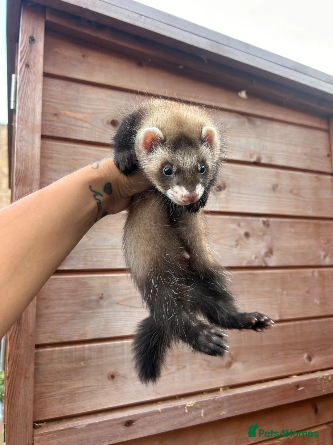 Ferret rodents for sale: 1 sable semi hob left 9 weeks old - Advert 2