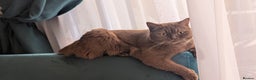 British Shorthair cats for sale: Active GCCF cinnamon female  - Advert 2