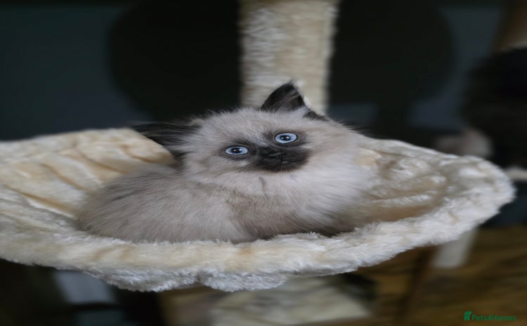 Ragdoll cats Beautiful female ragdoll kitten - Advert 4