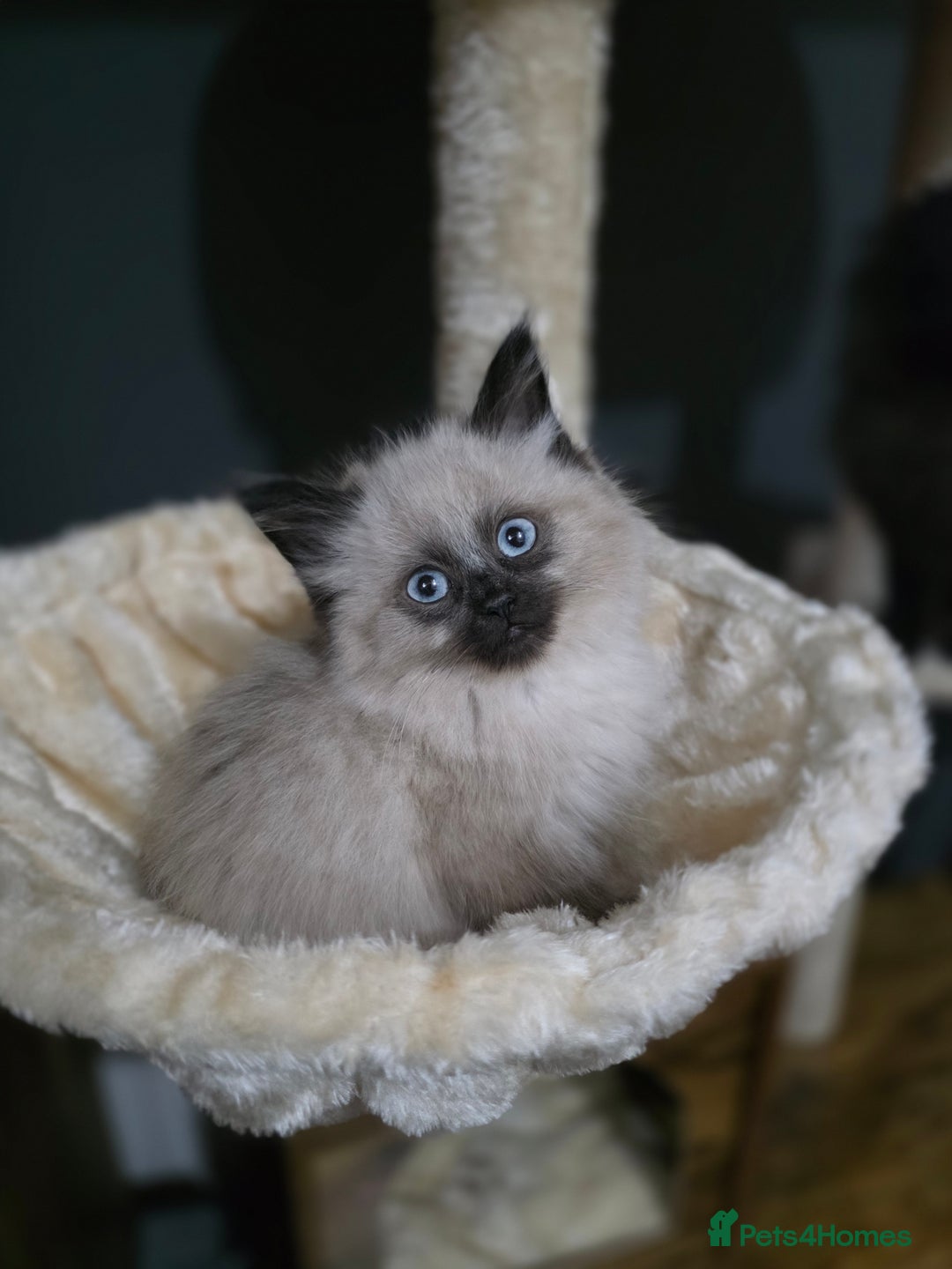 Ragdoll cats for sale: Beautiful female ragdoll kitten - Advert 1