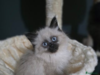 Ragdoll cats Beautiful female ragdoll kitten - Advert 1