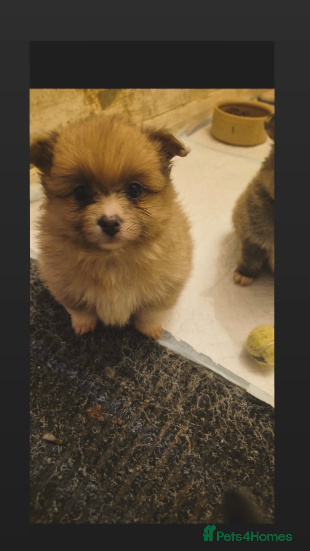 Pomeranian dogs for sale: beautiful 10 week old female Pomeranian puppy🤎 - Advert 7