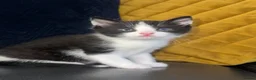 Domestic Shorthair cats for sale: Adorable Domestic Short Hair Tuxedo kittens 8weeks in Harrow - Advert 3