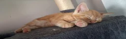 Maine Coon cats for sale: 4 maincoon babies  - Advert 38