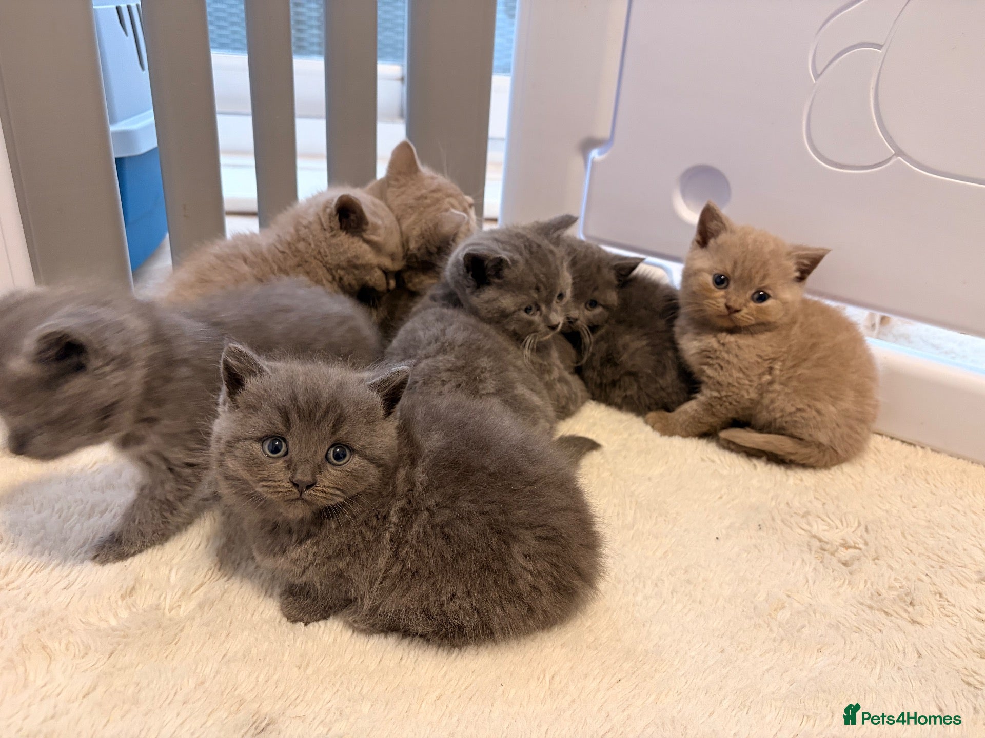British Shorthair cats British shorthair kittens. - Advert 1