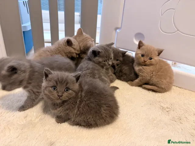 British Shorthair cats British shorthair kittens. - Advert 1