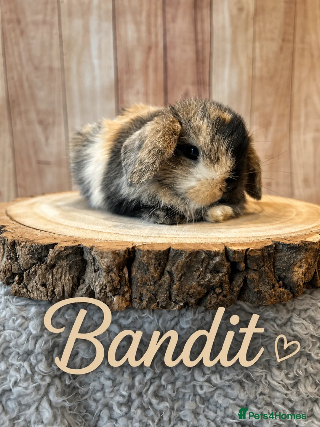 Mini Lop rabbits for sale: 🐰Gorgeous mini lops🐰 - Advert 2