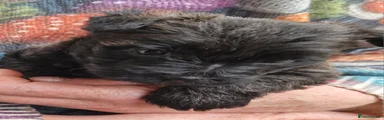 Cairn Terrier 4