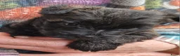 Cairn Terrier dogs for sale: Beautifully cute puppies. - Advert 2