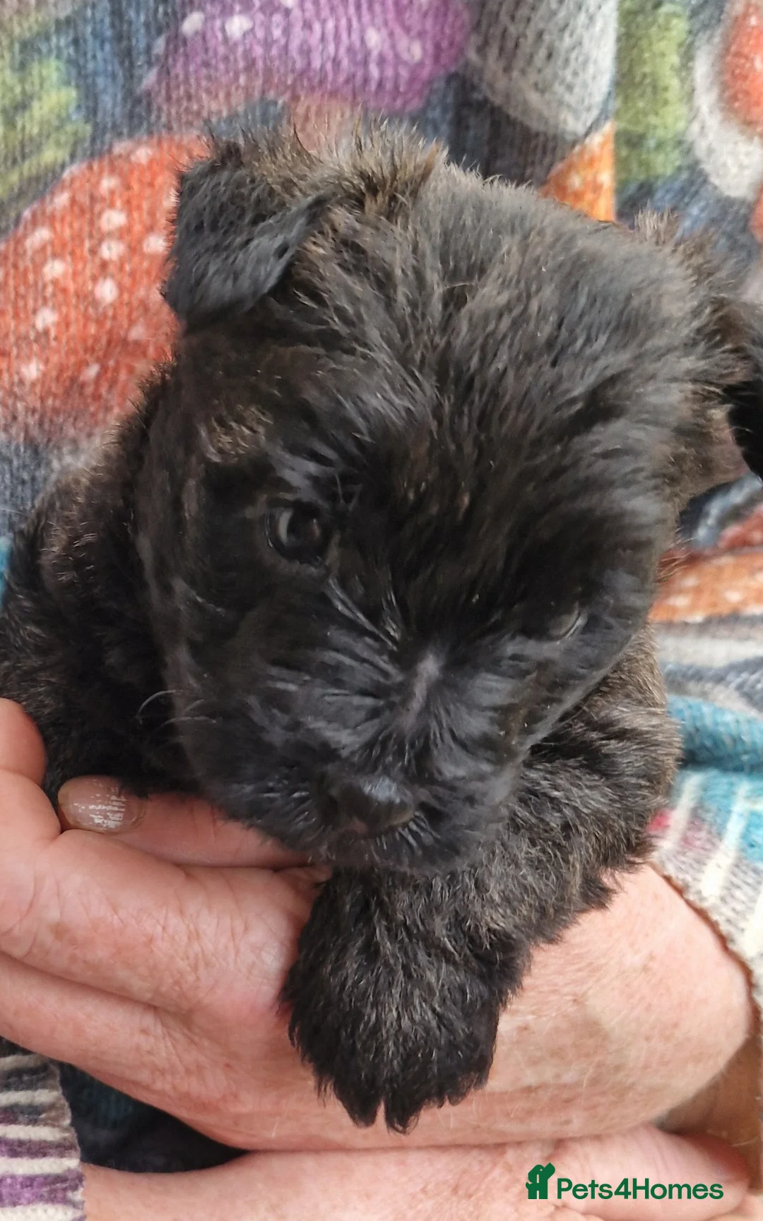 Cairn Terrier dogs for sale: Beautifully cute puppies. - Advert 2