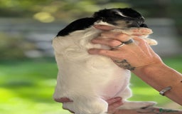 French Bulldog dogs for sale: Fluffy frenchie pups  - Image 15