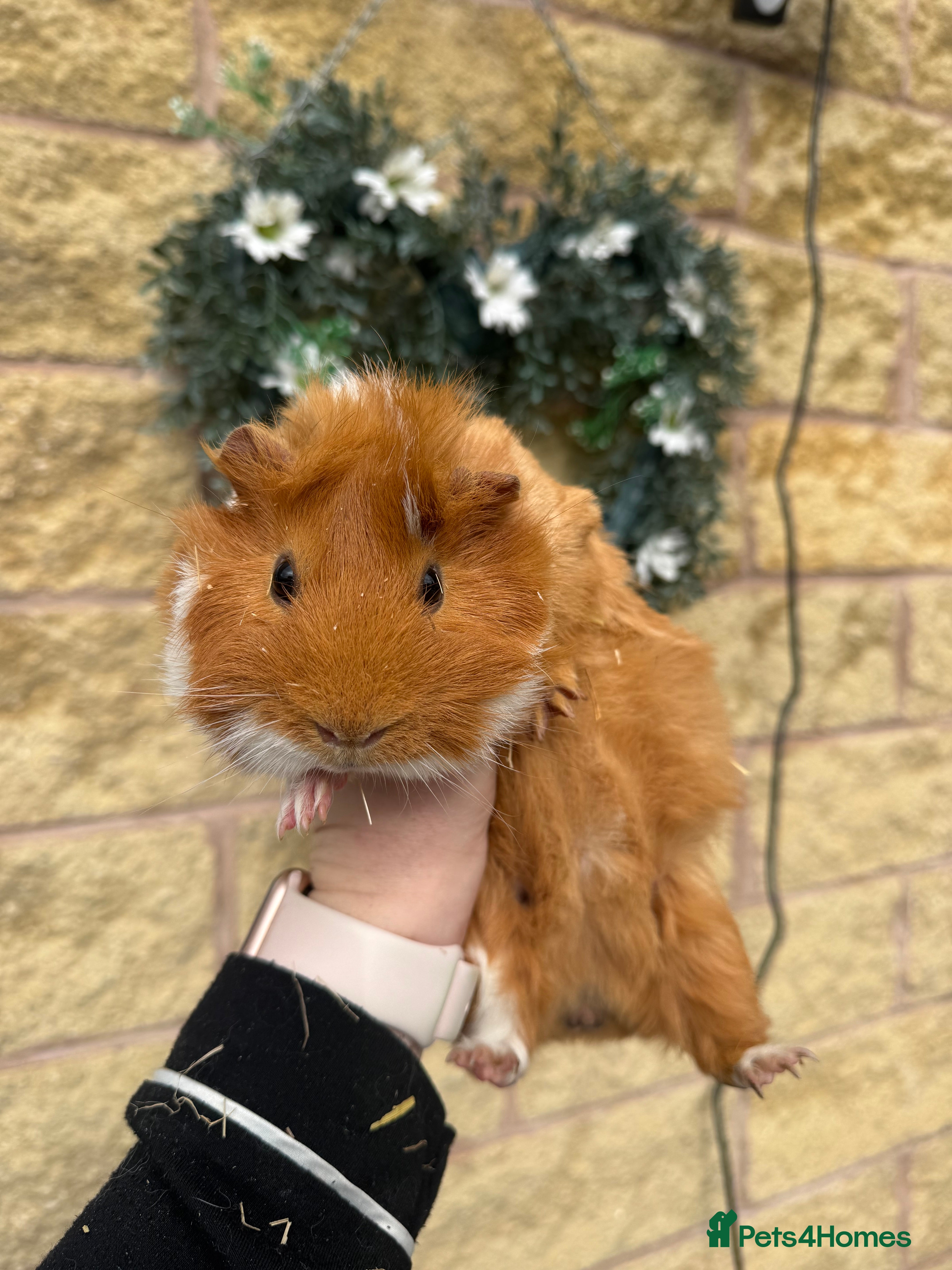 Guinea Pig rodents guinea pig for sale with cage, water bottle & bowl - Advert 4