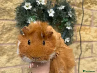 Guinea Pig rodents guinea pig for sale with cage, water bottle & bowl - Advert 4