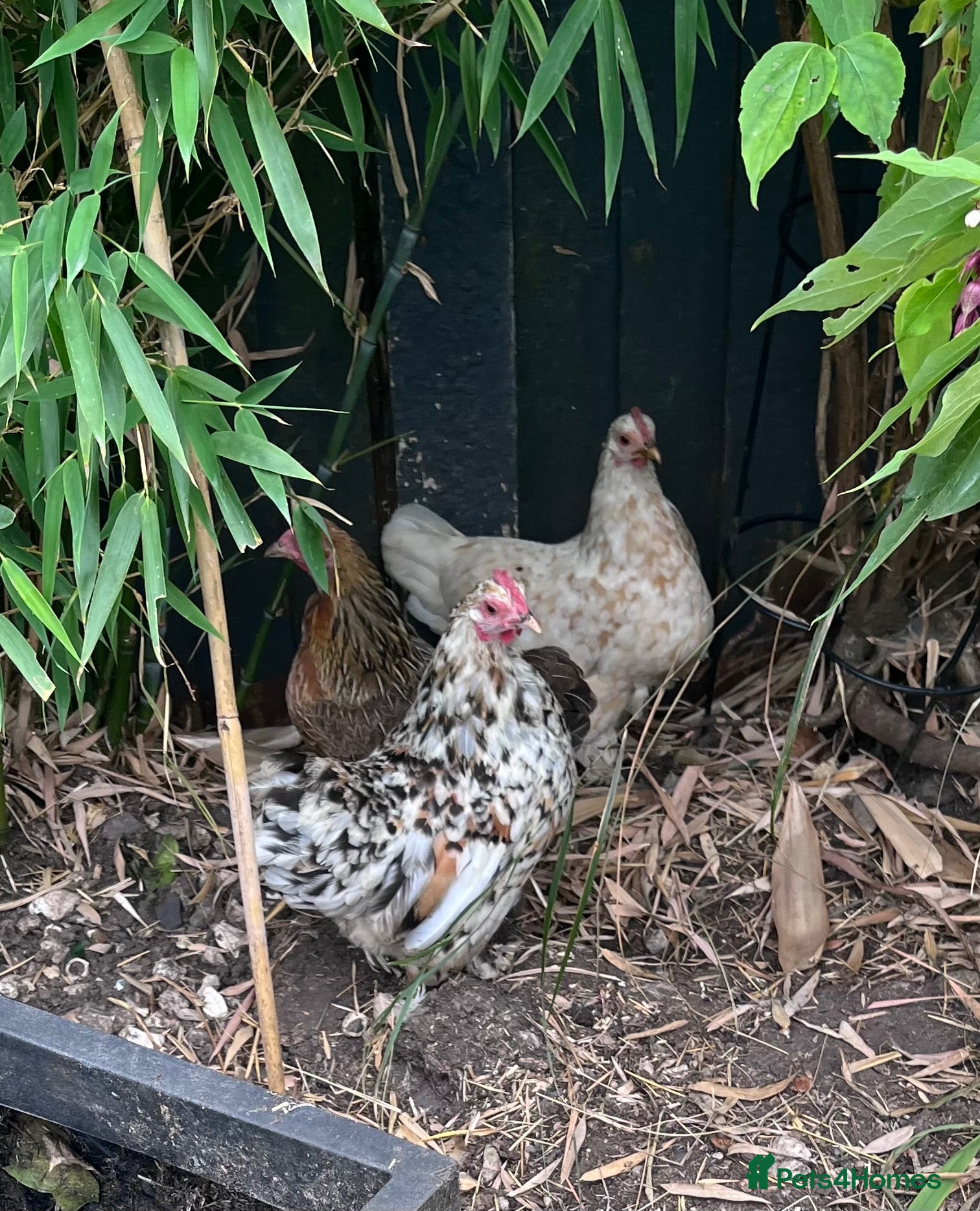 Chickens poultry 3 Sablepoot Chickens for Sale - Advert 1