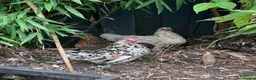 Chickens poultry for sale: 3 Sablepoot Chickens for Sale - Advert 1