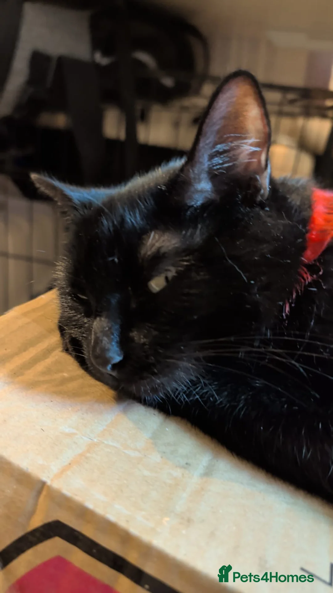 Bombay cats for sale: 🌸 Female Cat Looking for a New Home 🌸 - Advert 4