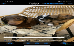 Mixed Breed dogs for sale: French Bull Weiner dogs 6 weeks old  - Image 12