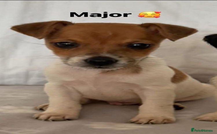 Jack Russell dogs - Advert 2
