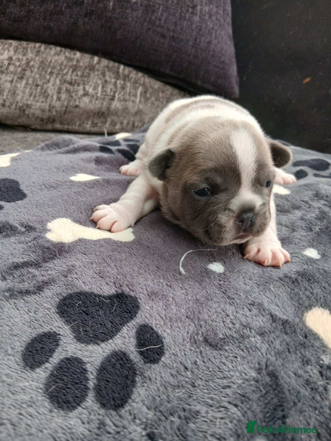 French Bulldog dogs for sale: French bulldog puppies 2 boys 1 girl left in Chatham - Image 13