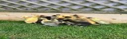 Ducks poultry for sale: Female Indian Runner ducklings  in Colchester - Advert 2
