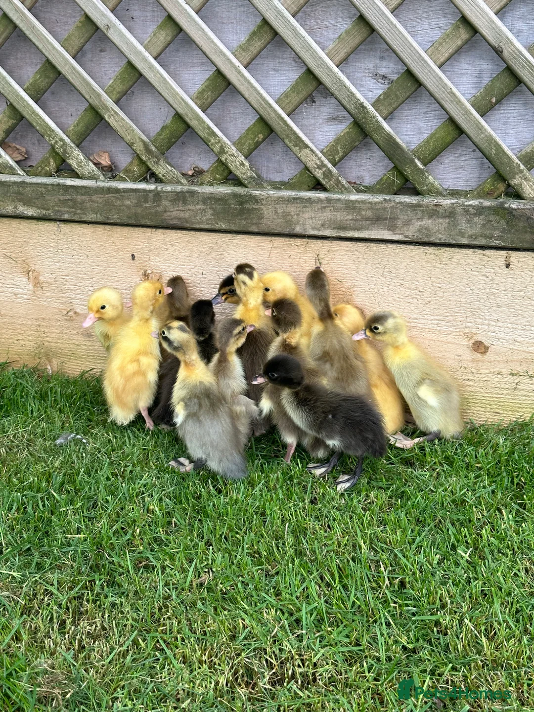 Ducks poultry for sale: Female Indian Runner ducklings  in Colchester - Advert 2