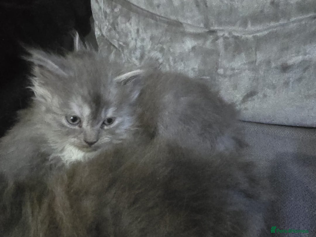 Persian cats for sale: 3 stunning Persian kittens ready now.  - Advert 17