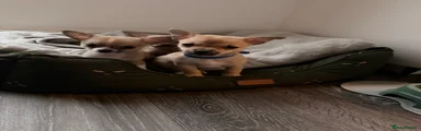 Pomchi 3