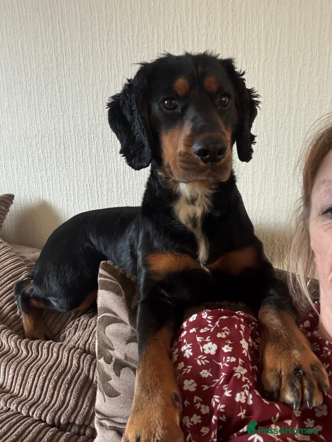 Cocker Spaniel dogs for stud: Macca - Advert 2