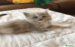 Ragdoll cats for sale: Tica Mink & Sepia Cherubim Ragdoll kittens. 2girls - Image 3
