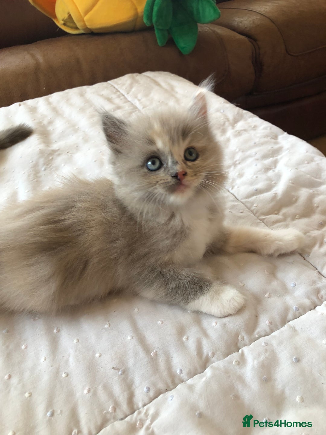 Ragdoll cats for sale: Tica Mink & Sepia Cherubim Ragdoll kittens. 2girls - Image 3