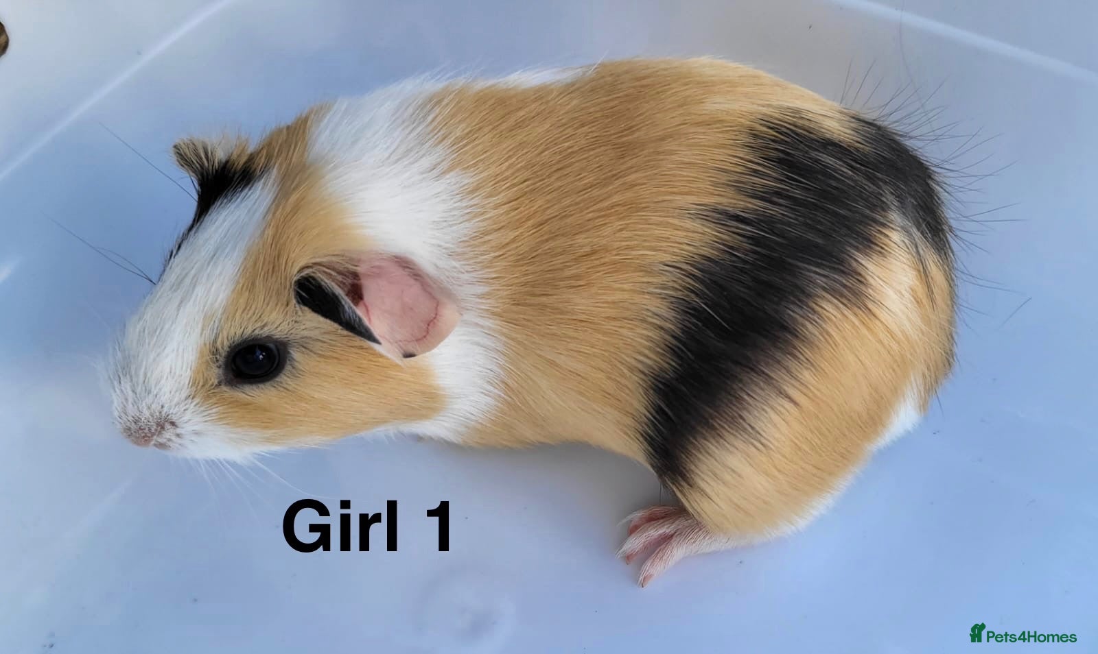 Guinea Pig rodents Baby Guinea pigs  - Advert 10