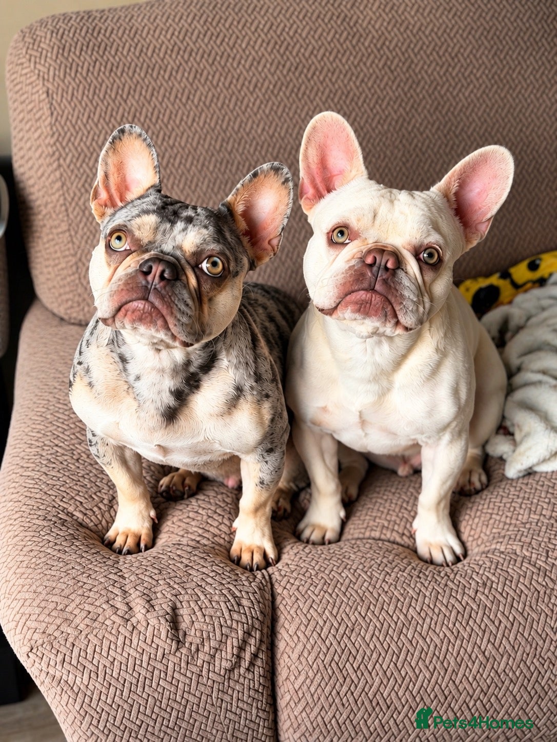 French Bulldog dogs French bull dog puppies due in december - Advert 1