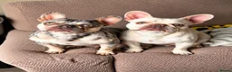 French Bulldog dogs for sale: French bull dog puppies due in december in Aylesbury - Advert 1