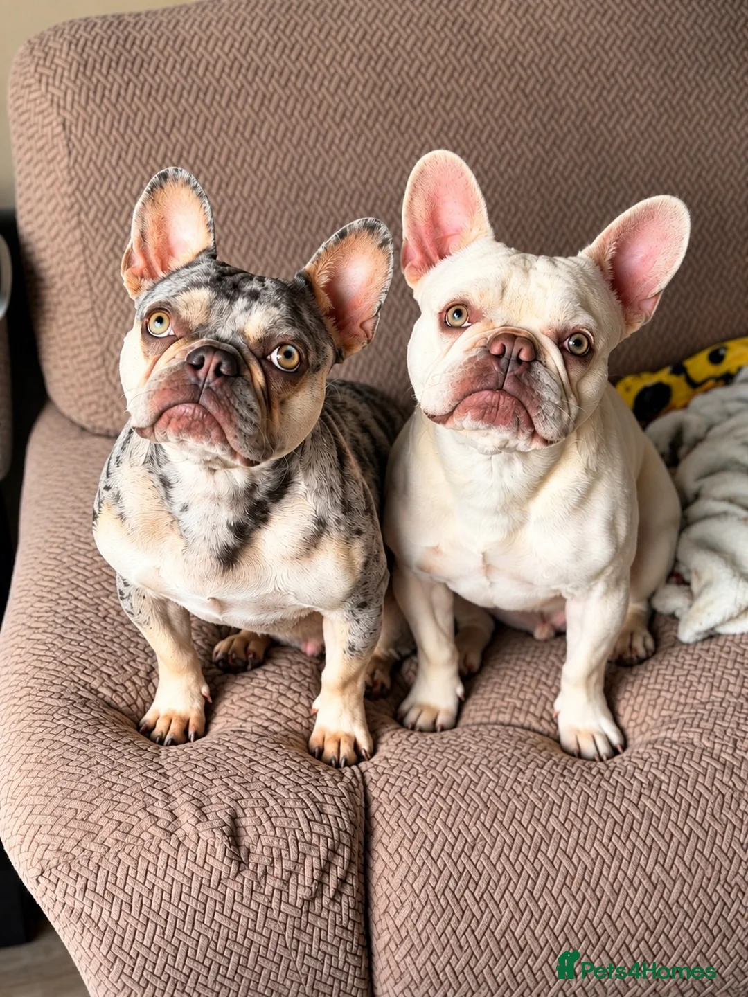 French Bulldog dogs for sale: French bull dog puppies due in december in Aylesbury - Advert 1