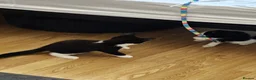 Domestic Shorthair cats for sale: Thunder and lightning  - Advert 6